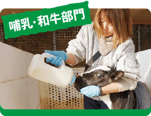 哺乳・和牛部門