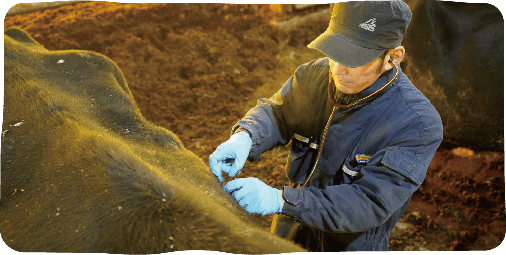 牛の健康管理をする姿