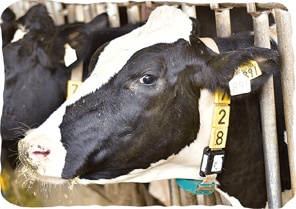 センサータグのついた牛イメージ